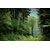 Pejzaž šuma - PEJ-009 - ArtZona Pejzaž šuma - PEJ-009 - ArtZona