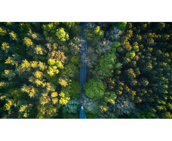 Pejzaž put kroz šumu - PEJ-015 -ArtZona